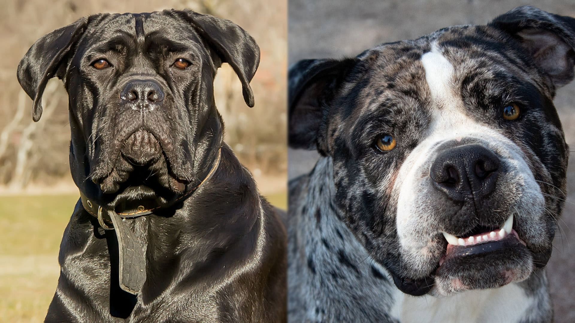 Blue Blood Cane Corso (Alapaha Blue Blood Bulldog & Cane Corso Mix): Info, Pictures, Characteristics & Facts