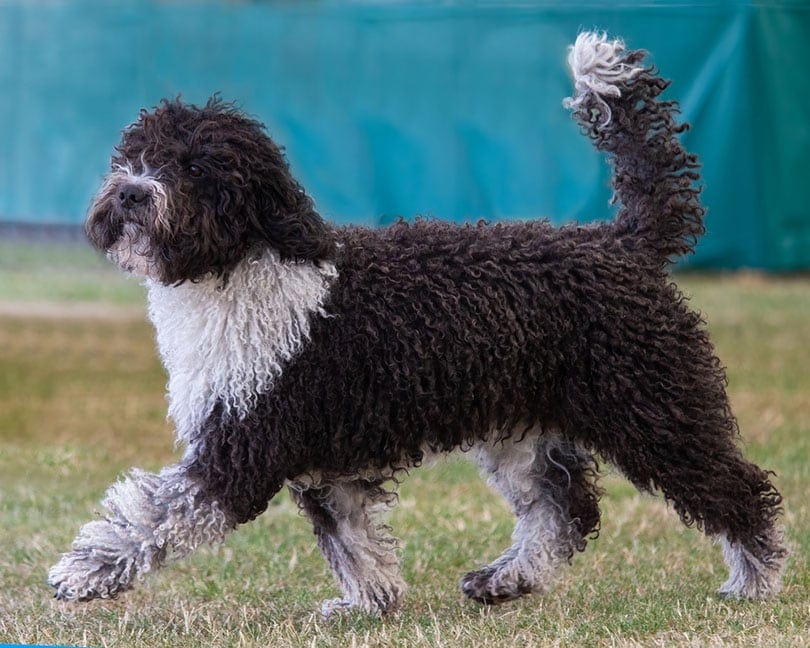 a Spanish Water Dog at a dog show