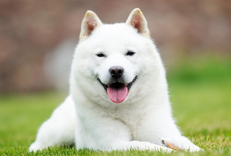 What Emotions Do Dogs Actually Feel? Vet Approved Facts