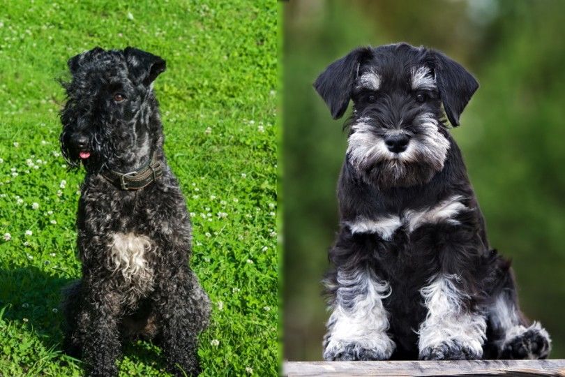 Mini Kerry Blue Schnauzer: Info, Pictures, Characteristics & Facts
