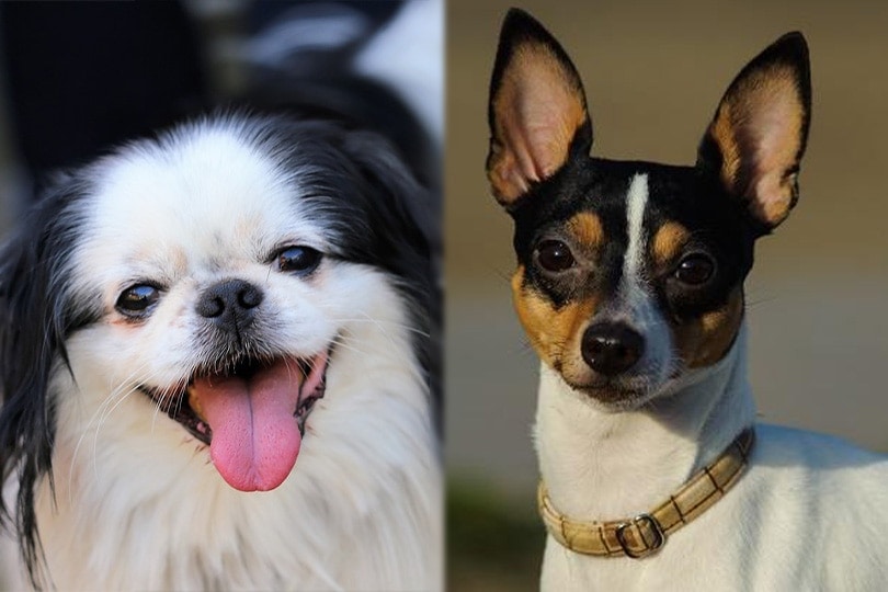 Jafox (Japanese Chin & Toy Fox Terrier Mix): Info, Pictures, Characteristics & Facts