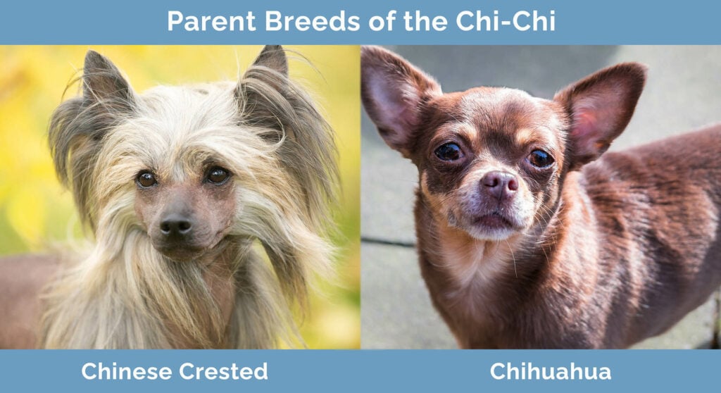 Parent Breeds of Chi-Chi