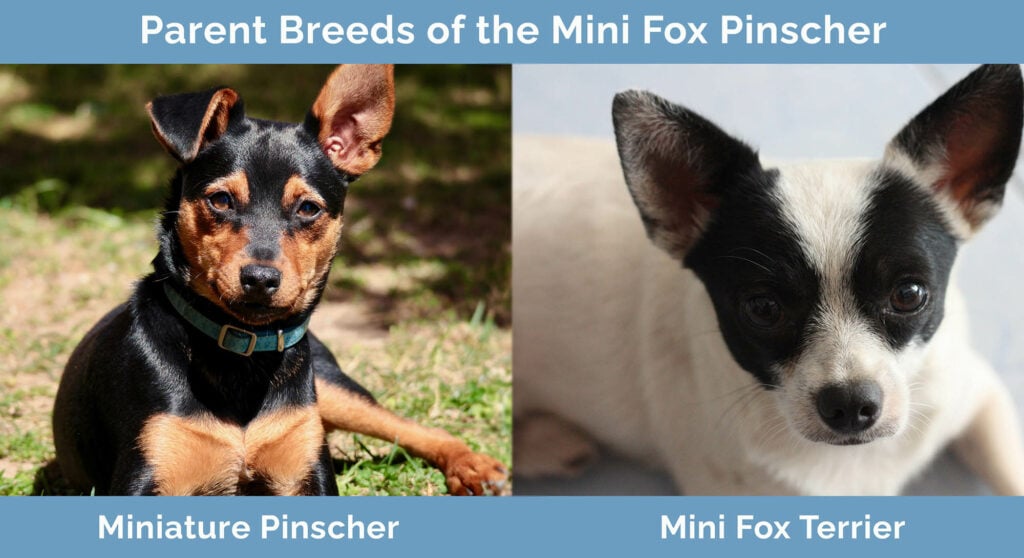 Parent Breeds of Mini Fox Pinscher