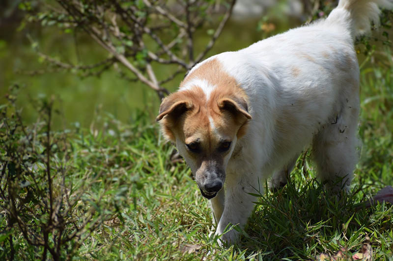 American Chow Bulldog (American Bulldog & Chow Chow Mix): Info, Pictures, Characteristics & Facts