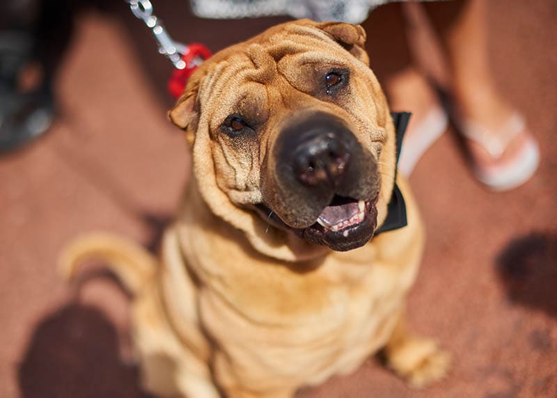 Golden Pei (Shar-Pei & Golden Retriever Mix): Info, Pictures, Traits & More