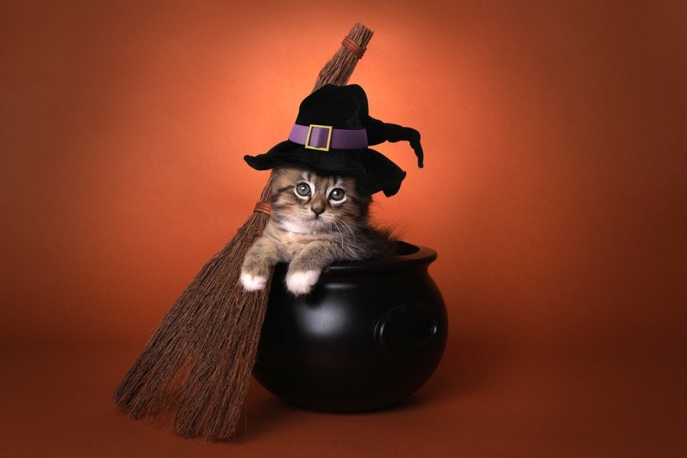 15 DIY Halloween Costumes for Cats To Make Today (With Pictures)