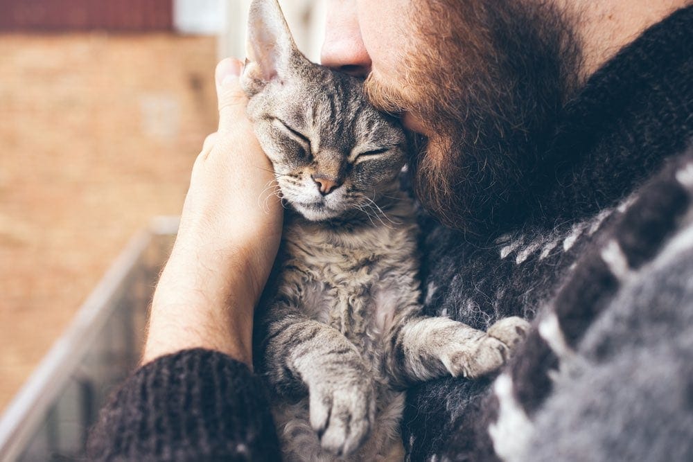 Celebrate National Cat Day - October 29, 2026