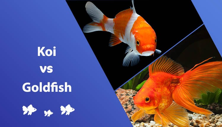 Koi vs Goldfish: Differences, Identification, & Photos