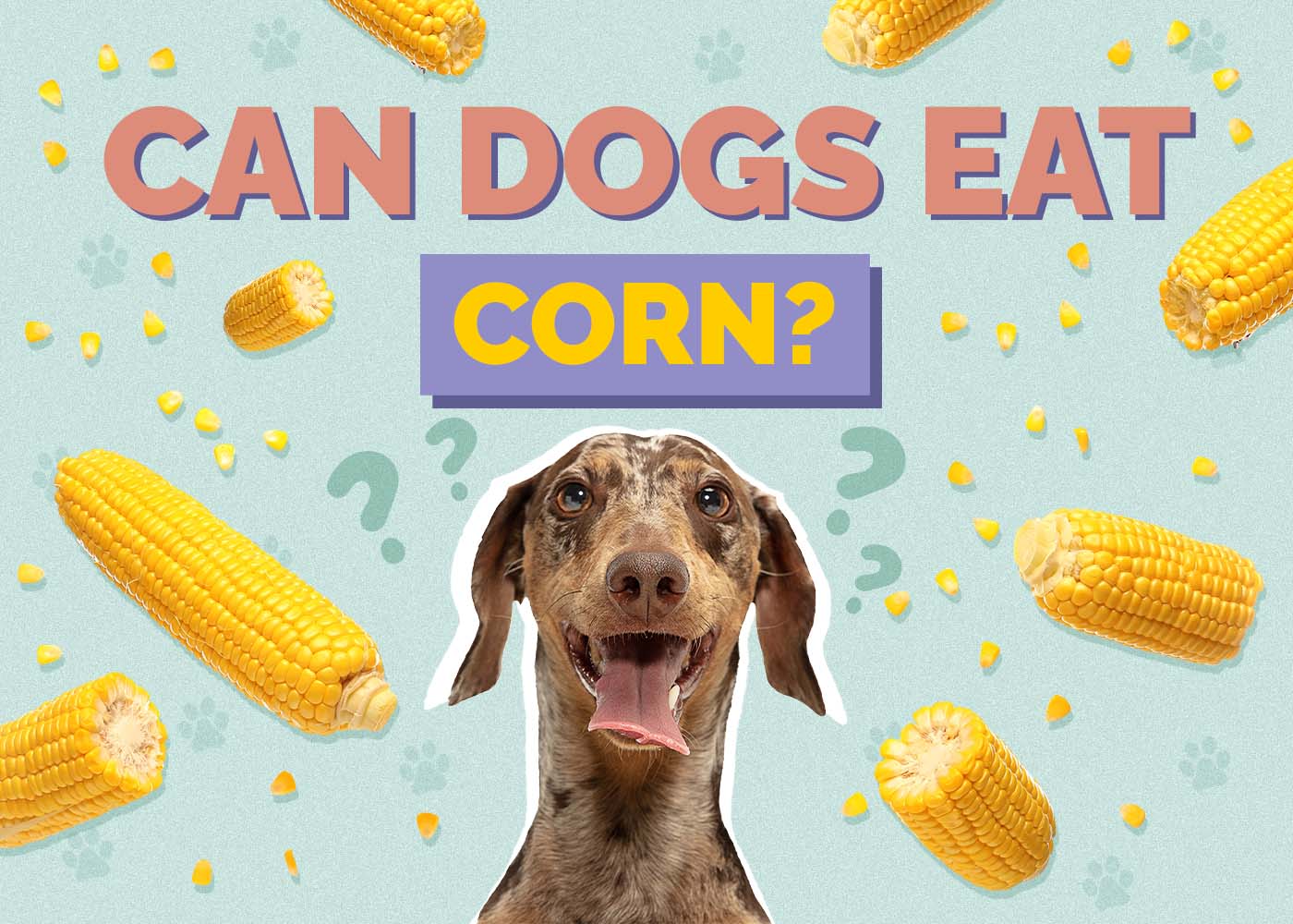 Can Dogs Eat Corn on the Cob? Vet-Reviewed Safety Guide