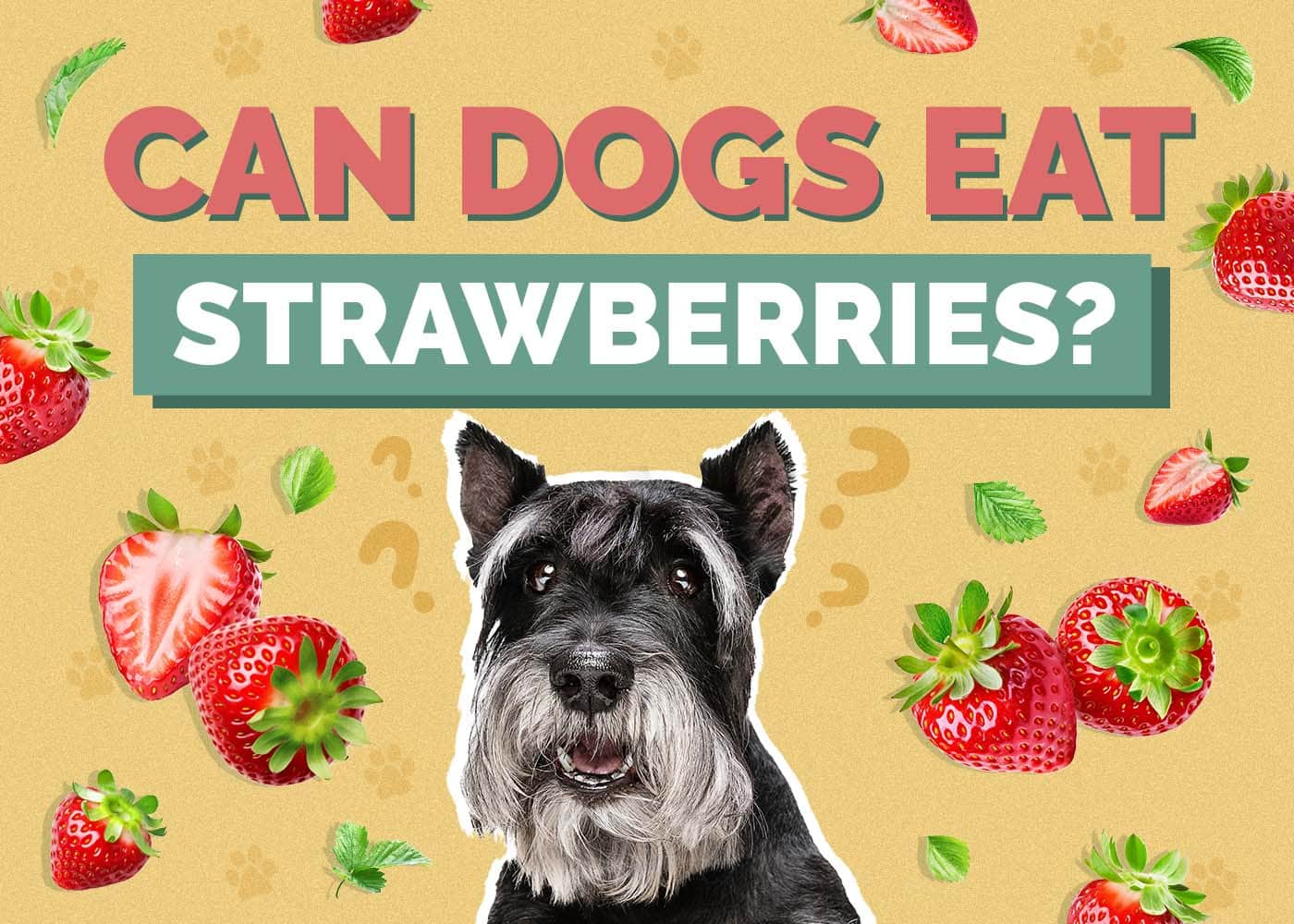 Can Dogs Eat Strawberries? Nutritional Facts & FAQ