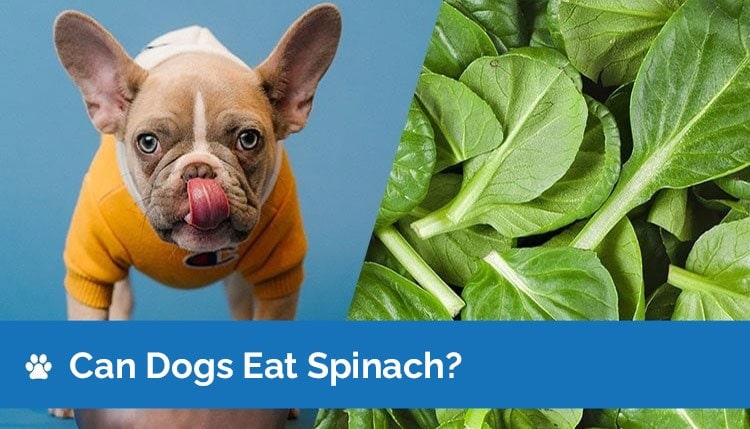 Can Dogs Eat Spinach? Is Spinach Safe for Dogs?