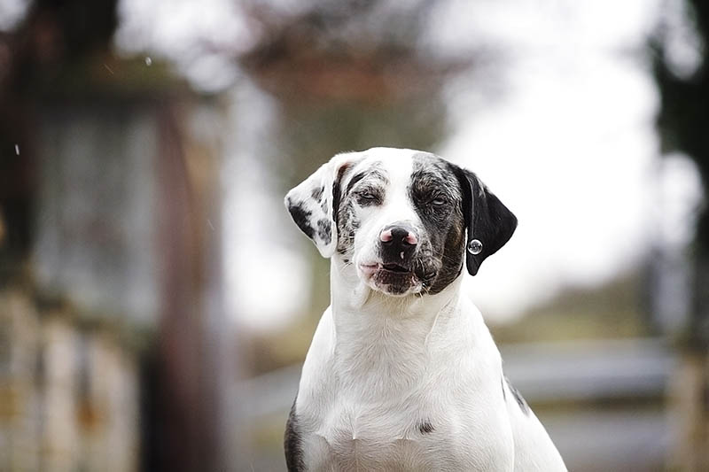 Catahoula Bulldog (Catahoula Leopard Dog & American Bulldog Mix): Info, Pictures, Characteristics & Facts