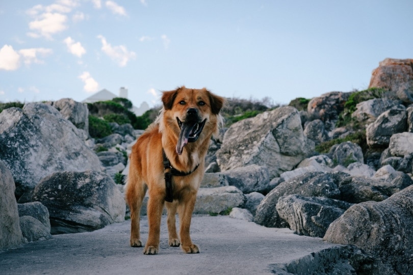 Golden Chow (Golden Retriever & Chow Chow Mix): Info, Pictures, Characteristics & Facts