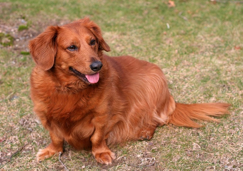 Golden Dox (Golden Retriever & Dachshund Mix): Info, Pictures, Care & More