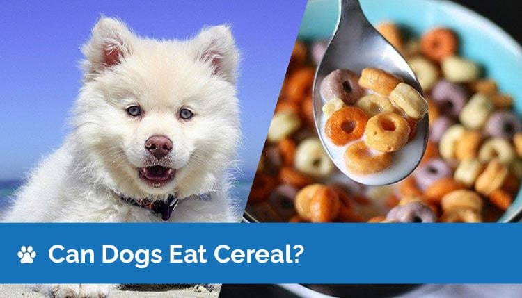 Can Dogs Eat Cereal? Is Cereal Safe for Dogs?