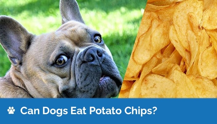 Can Dogs Eat Potato Chips? Vet-Reviewed Risks & Better Alternatives