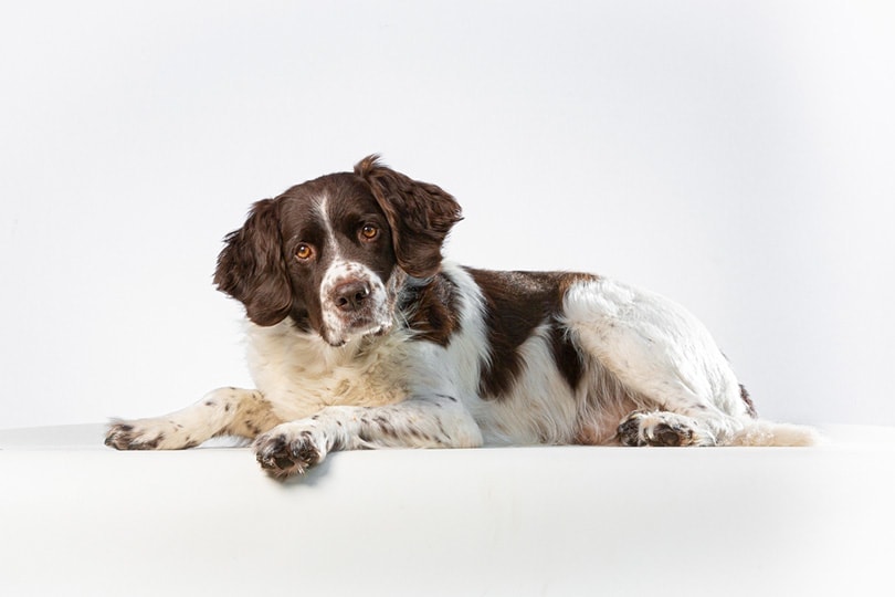 Drentsche Patrijshond: Dog Breed Info, Pictures & Facts