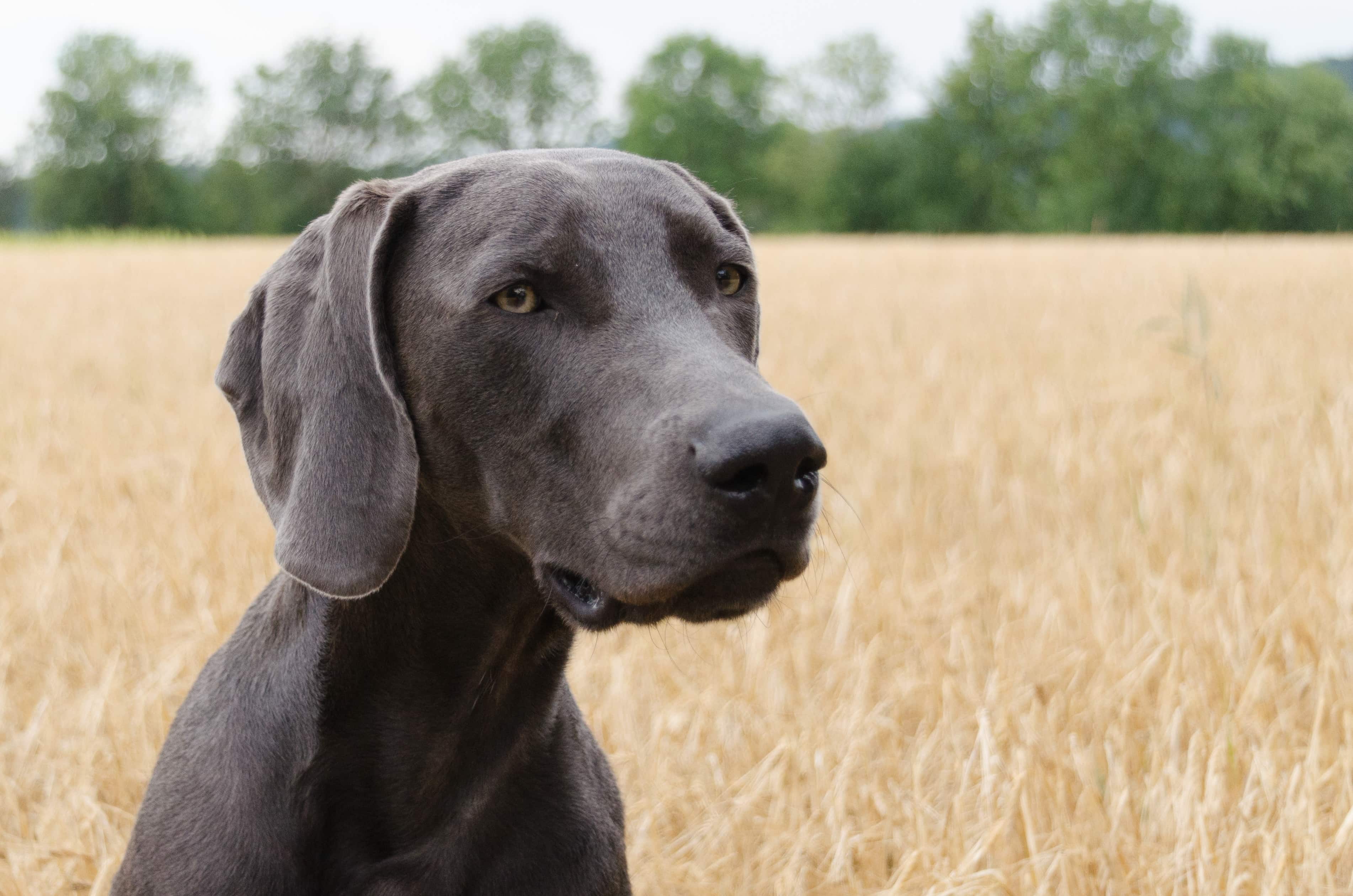 Great Weimar (Great Dane & Weimaraner Mix): Info, Pictures, Facts