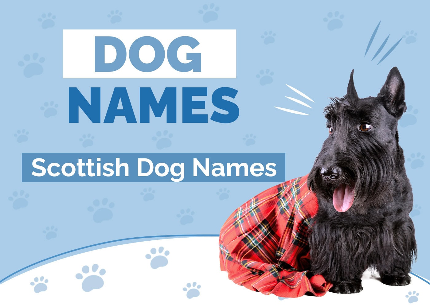 200+ Scottish Dog Names: Gaelic, Unique, Cute & Fun Ideas