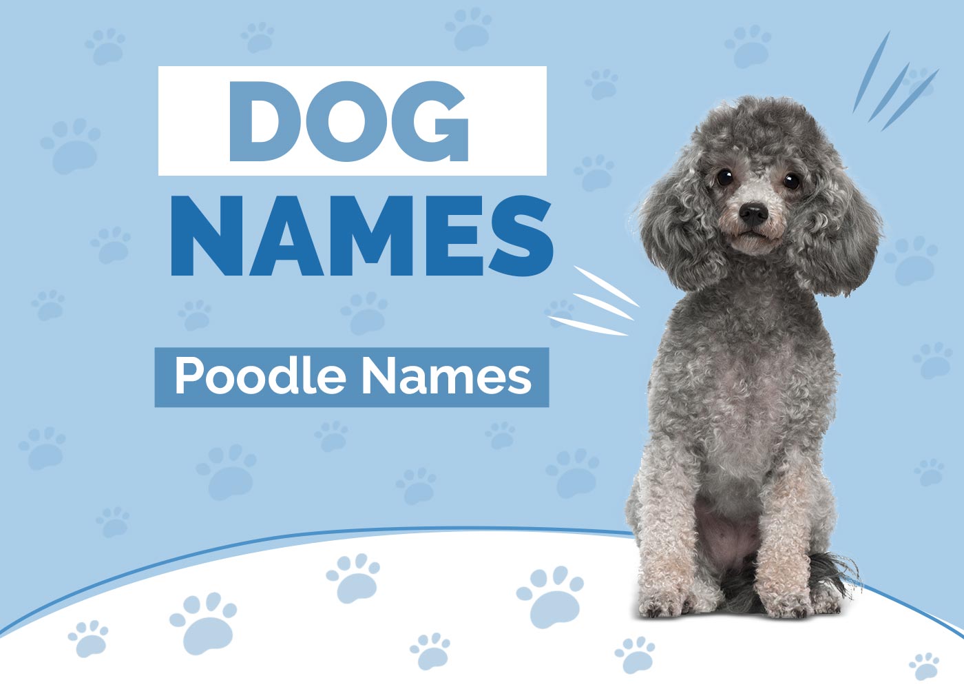 100+ Poodle Names: Cool, Cute & Chic Ideas for Courageous Dogs