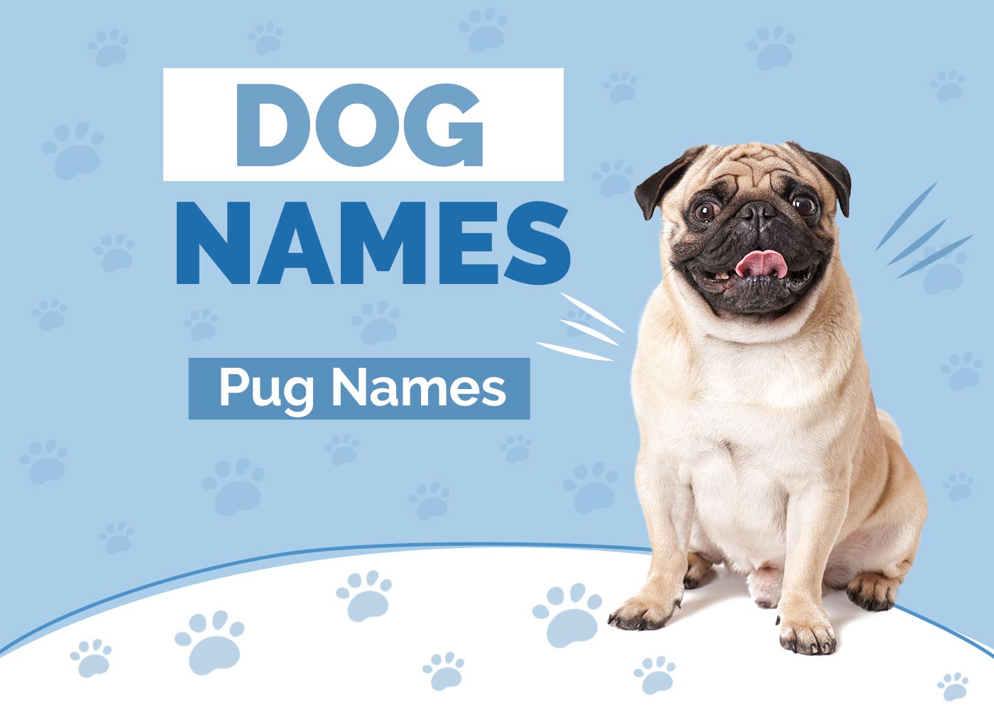 100+ Pug Names: Ideas for Mischievous & Lovable Dogs