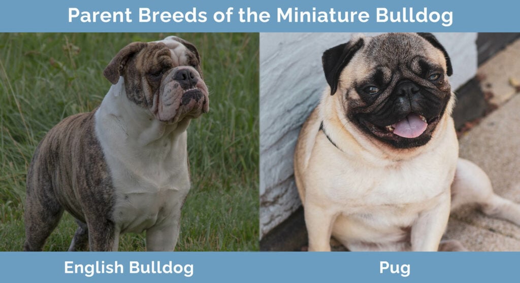 Parent Breeds of the Miniature Bulldog