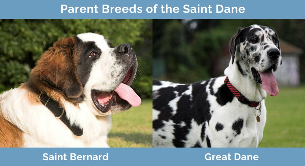 Parent Breeds of the Saint Dane