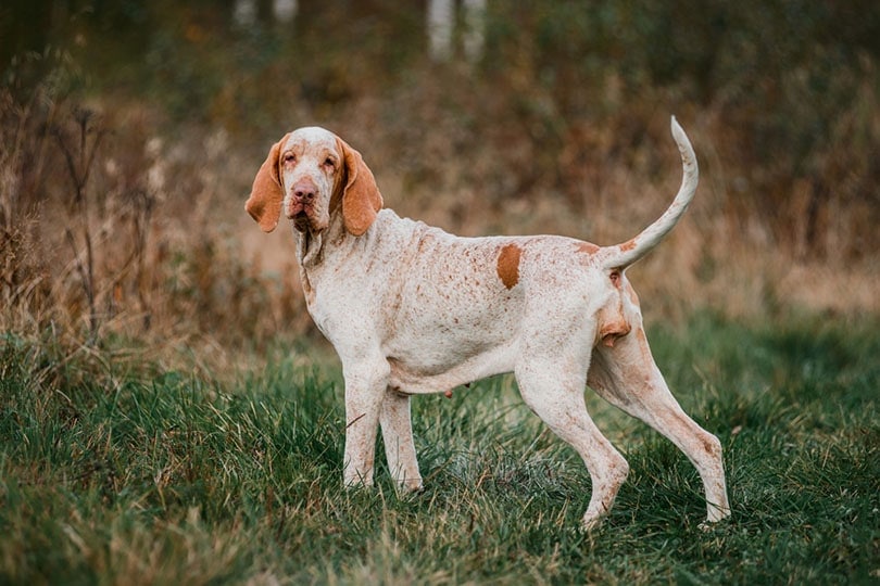 Bracco Italiano: Breed Info, Pictures & Facts