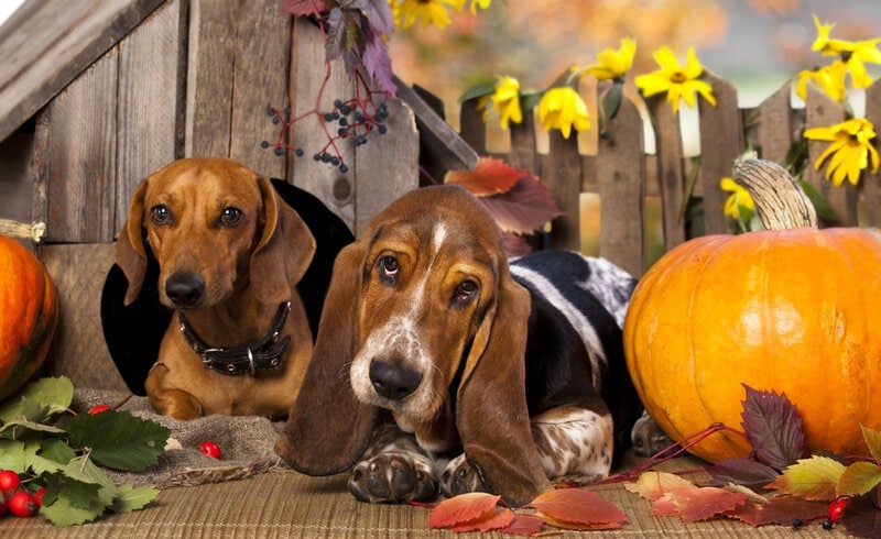 Basschshund (Basset Hound & Dachshund Mix): Info, Pictures, Facts