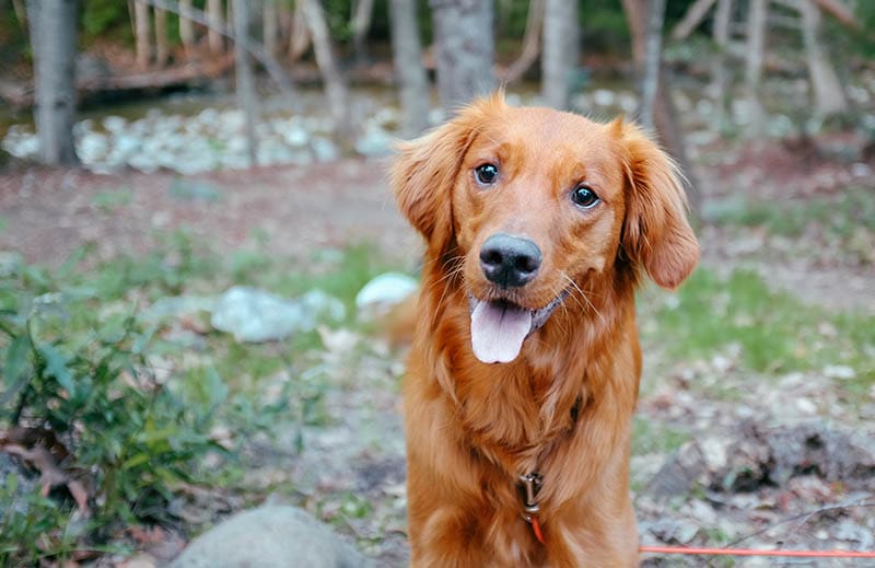 Golden Irish (Irish Setter & Golden Retriever Mix): Info, Pictures, Facts
