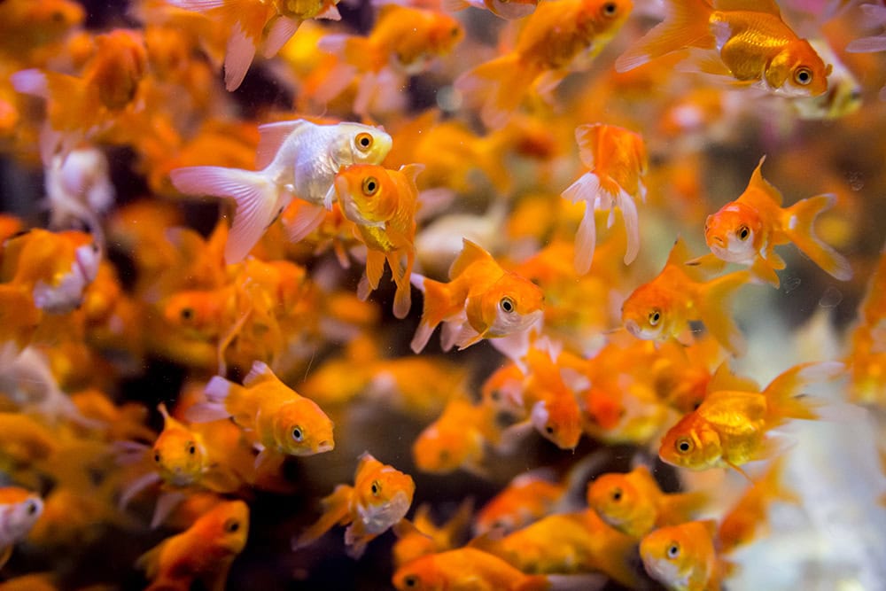 What to Feed Goldfish Fry: Best Foods & Schedule
