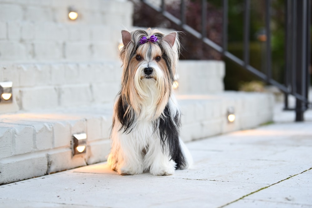 12 Dog Breeds with High Separation Anxiety: Vet-Reviewed Info & Pictures