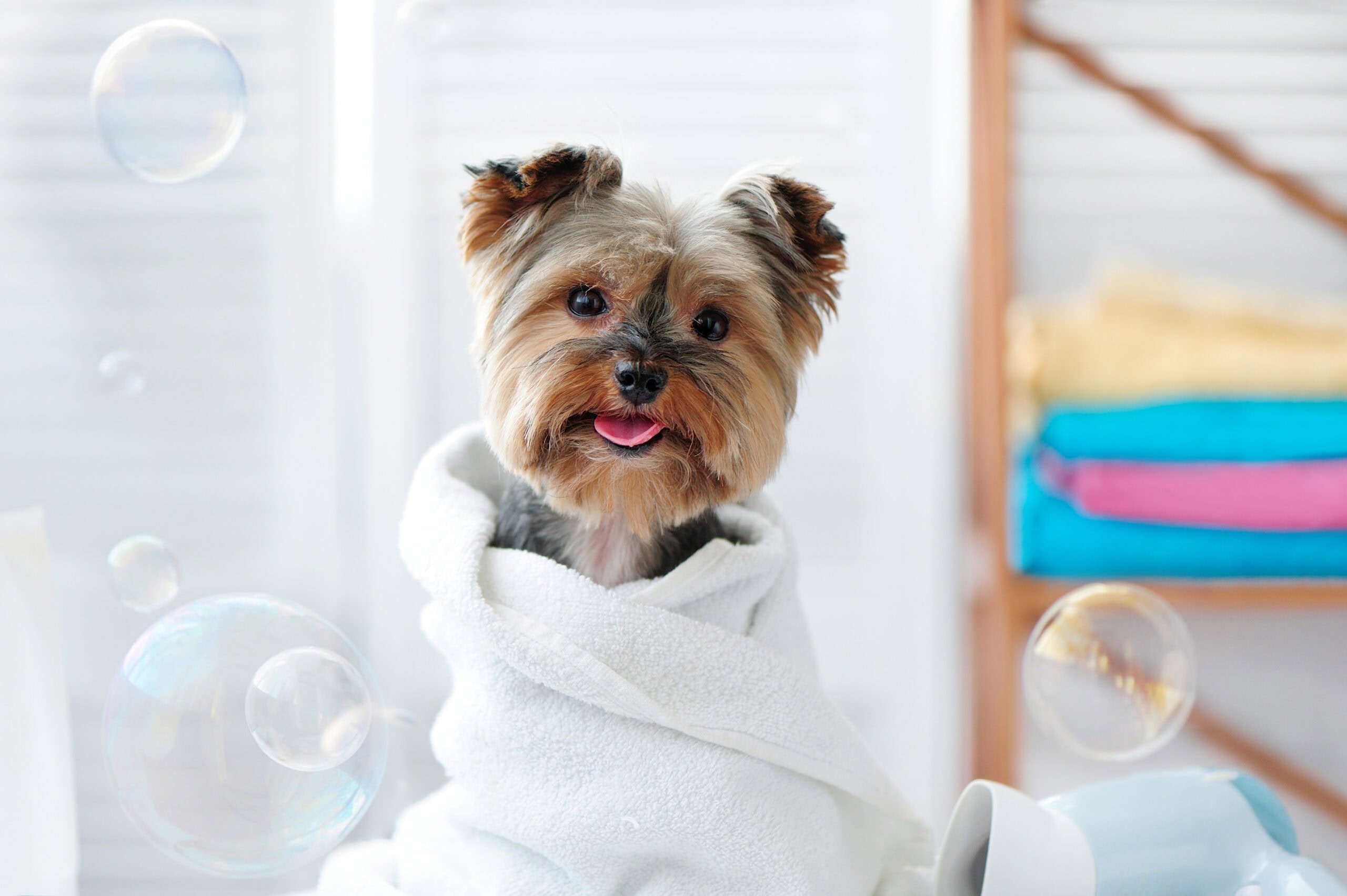 8 Best Absorbent Dog Towels - 2026 Reviews and Top Picks