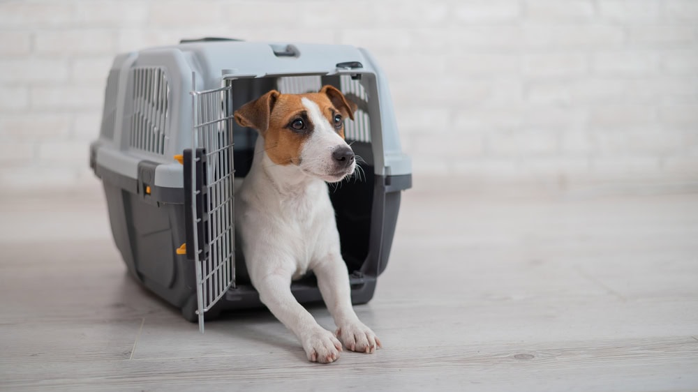 6 Best Plastic Dog Crates of 2026 - Reviews, Top Picks & Guide