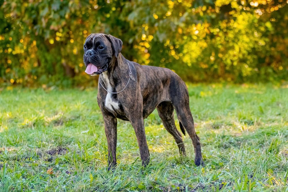 3 Types of Boxer Dog Breeds: Info, Pictures, Facts & History