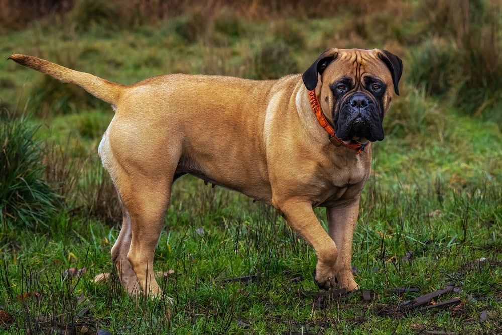 How Long Do Bullmastiffs Live? Average Lifespan, Data & Care Guide