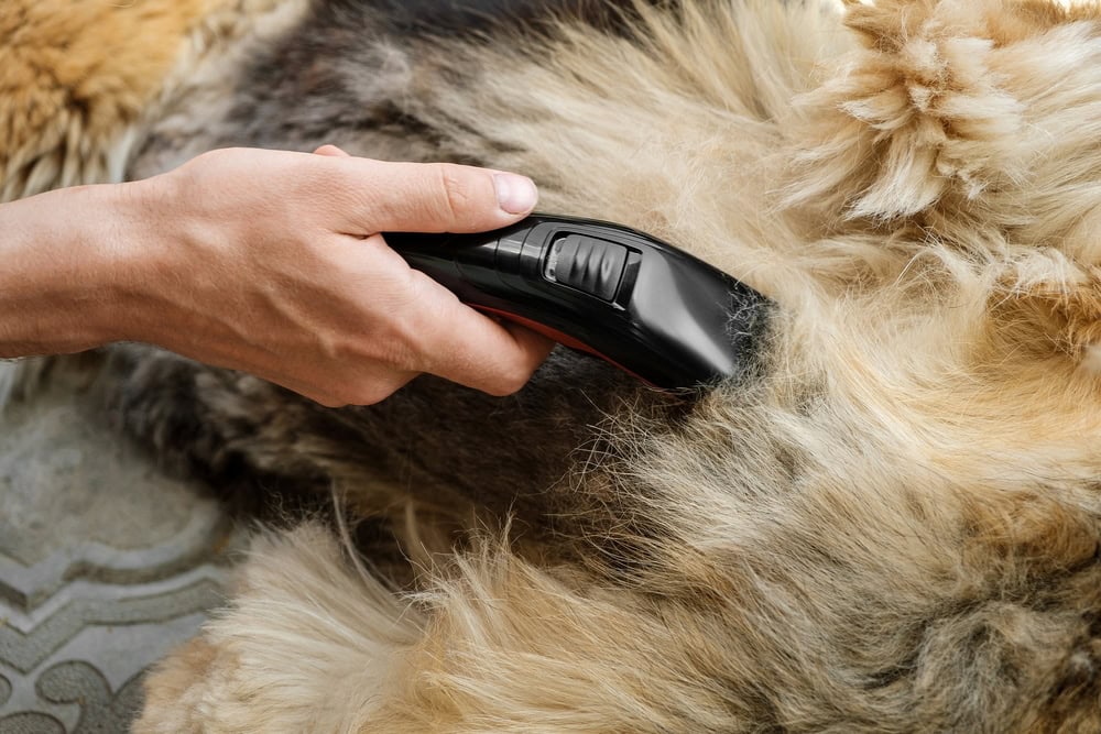 8 Best Andis Dog Clippers of 2026 - Reviews & Top Picks