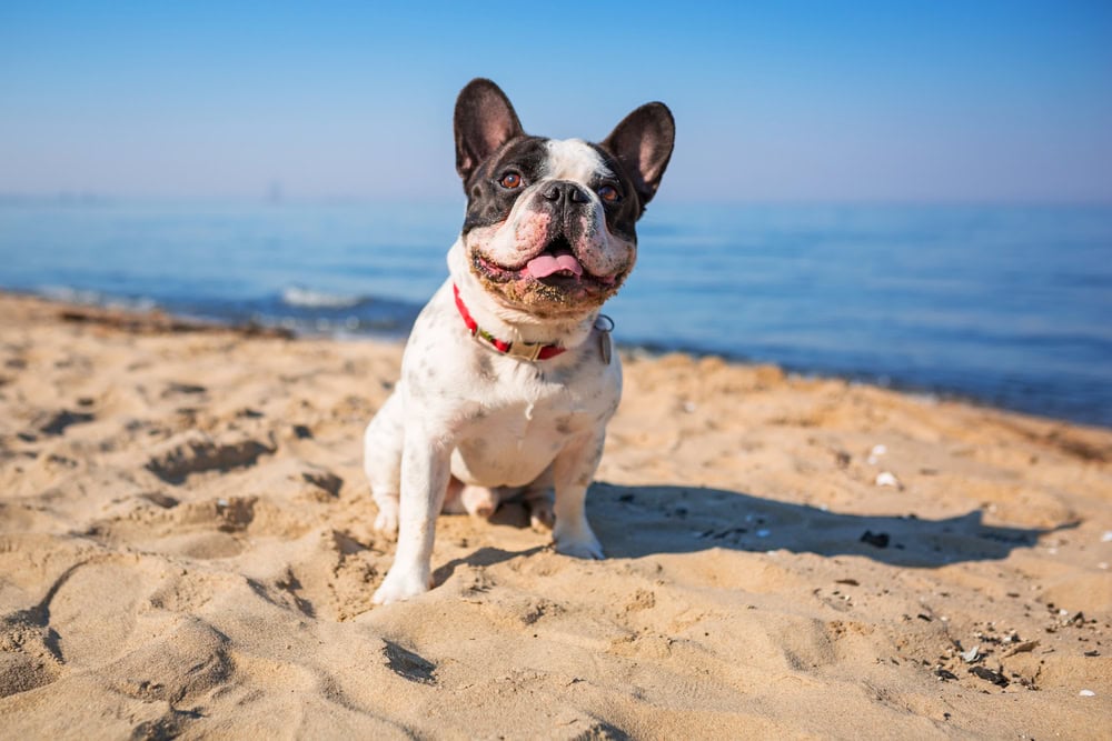 Is Heat More Dangerous for Brachycephalic Dogs? Vet Approved Facts & FAQ