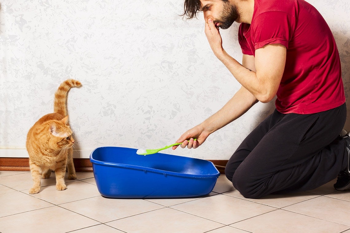 8 Ways to Get Rid of Cat Litter Box Smell & Eliminate Odor