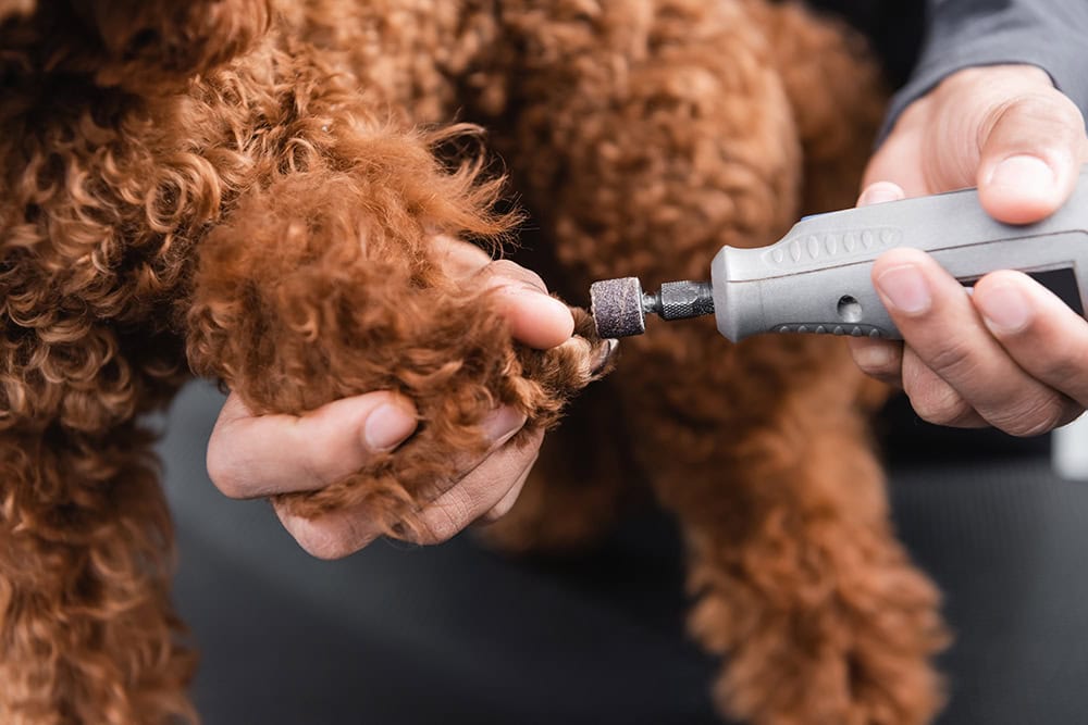 8 Best Dog Nail Grinders of 2026 - Reviews & Top Picks