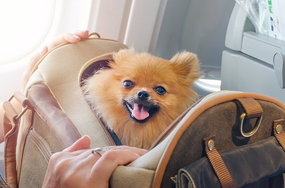 9 Best Airline-Approved Pet Carriers of 2026 - Reviews & Top Picks