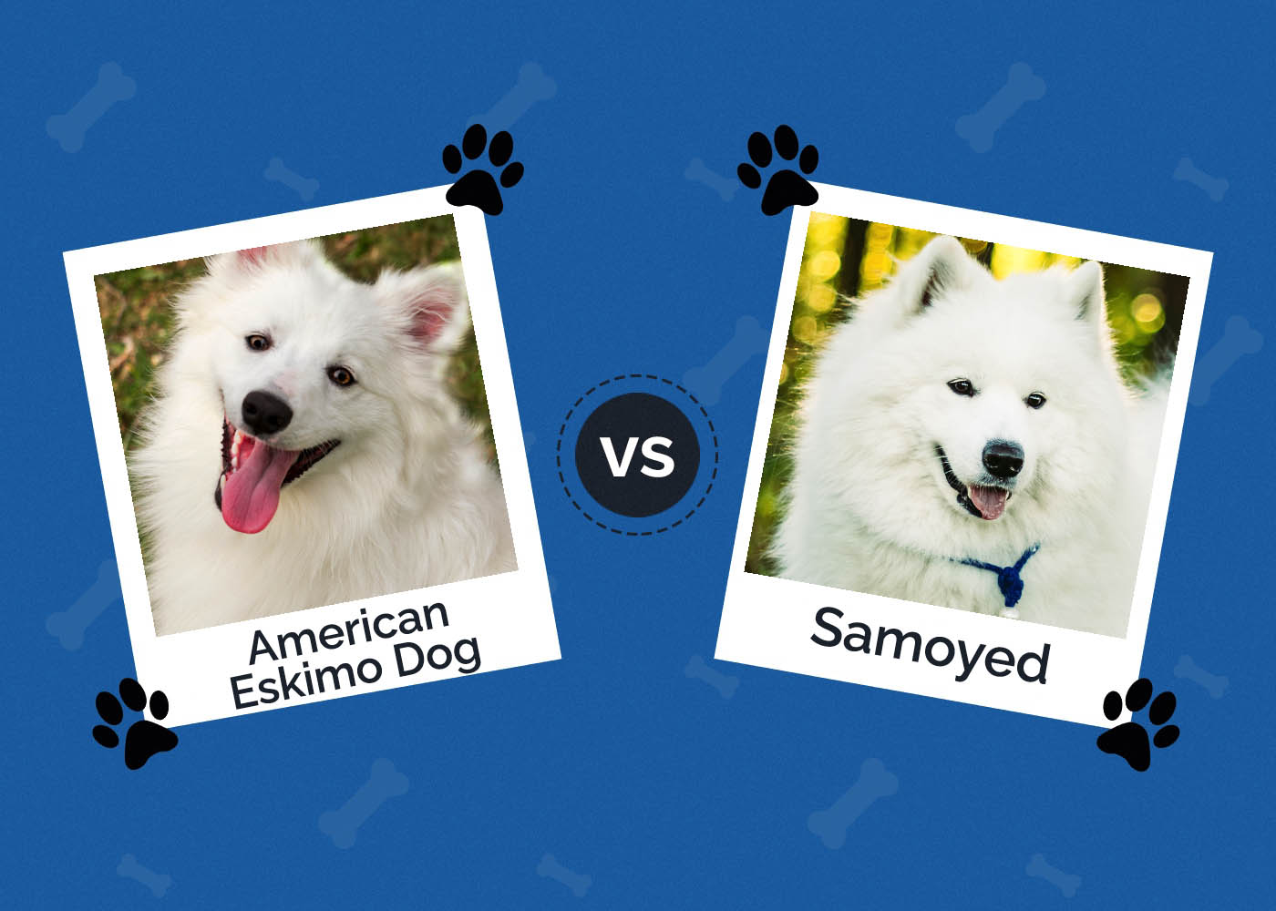 American Eskimo Dog vs. Samoyed: What's the Difference?