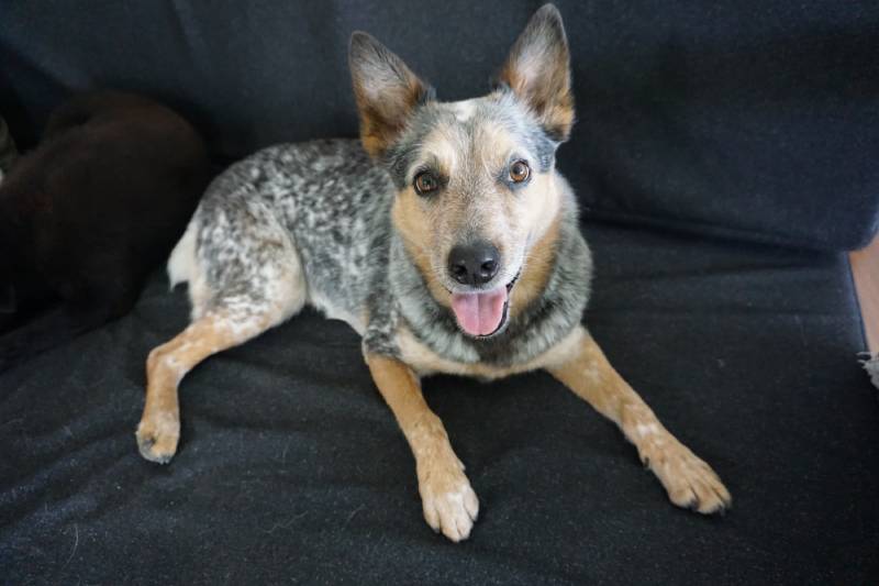 7 Dog Breeds That Don’t Have Tails: Info, Pictures, Traits & More (Vet-Reviewed)