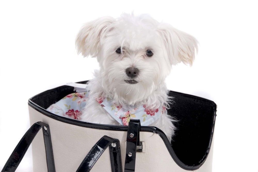 9 Best Dog Carrier Purses in 2026 (Reviews & Comparisons)