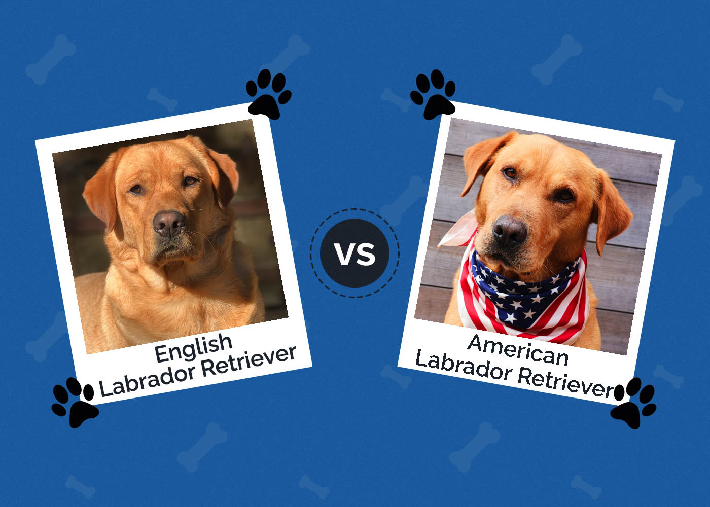 English vs. American Labrador: What's the Difference?