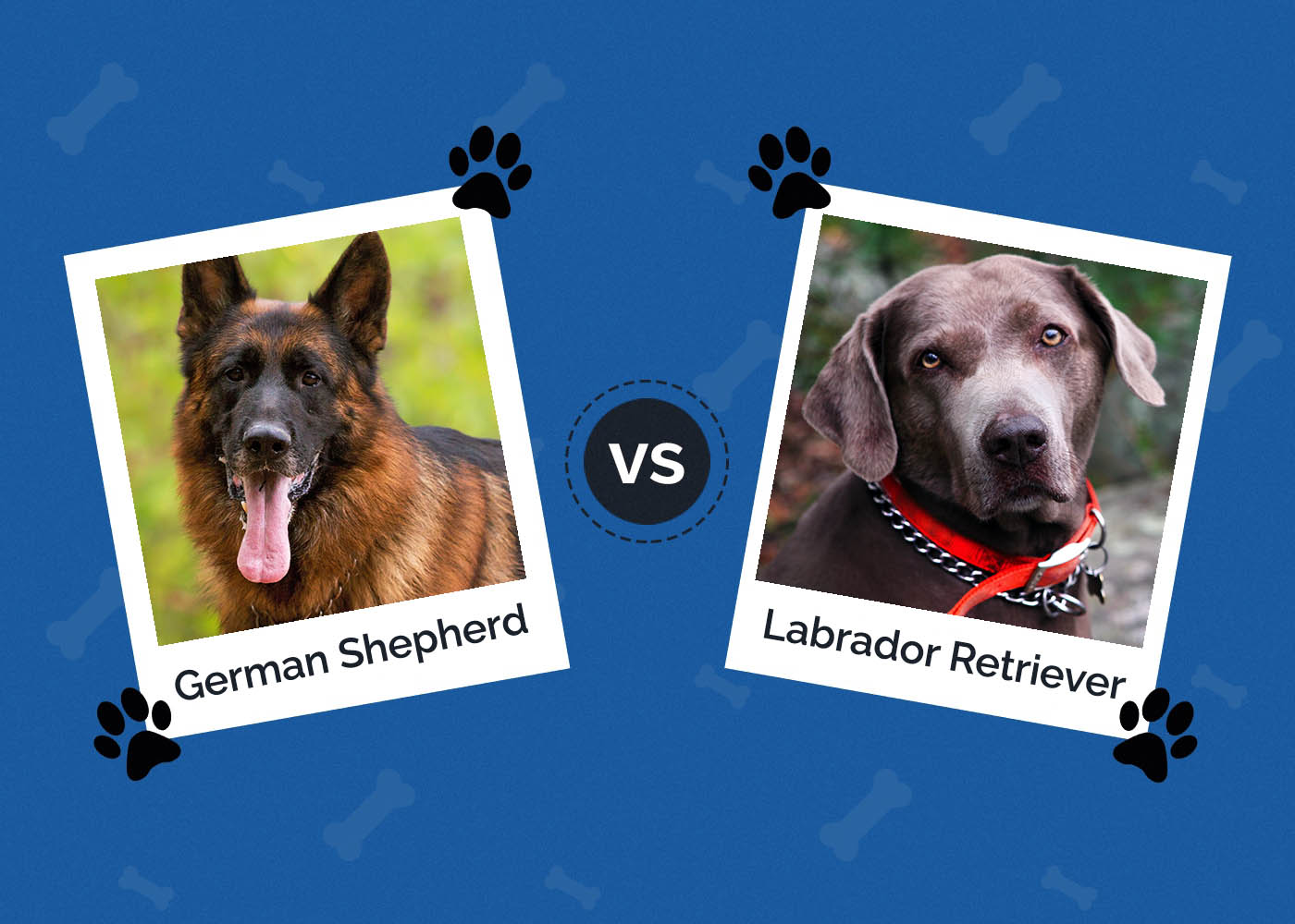 German Shepherd vs Labrador: Which Breed is Right for You?