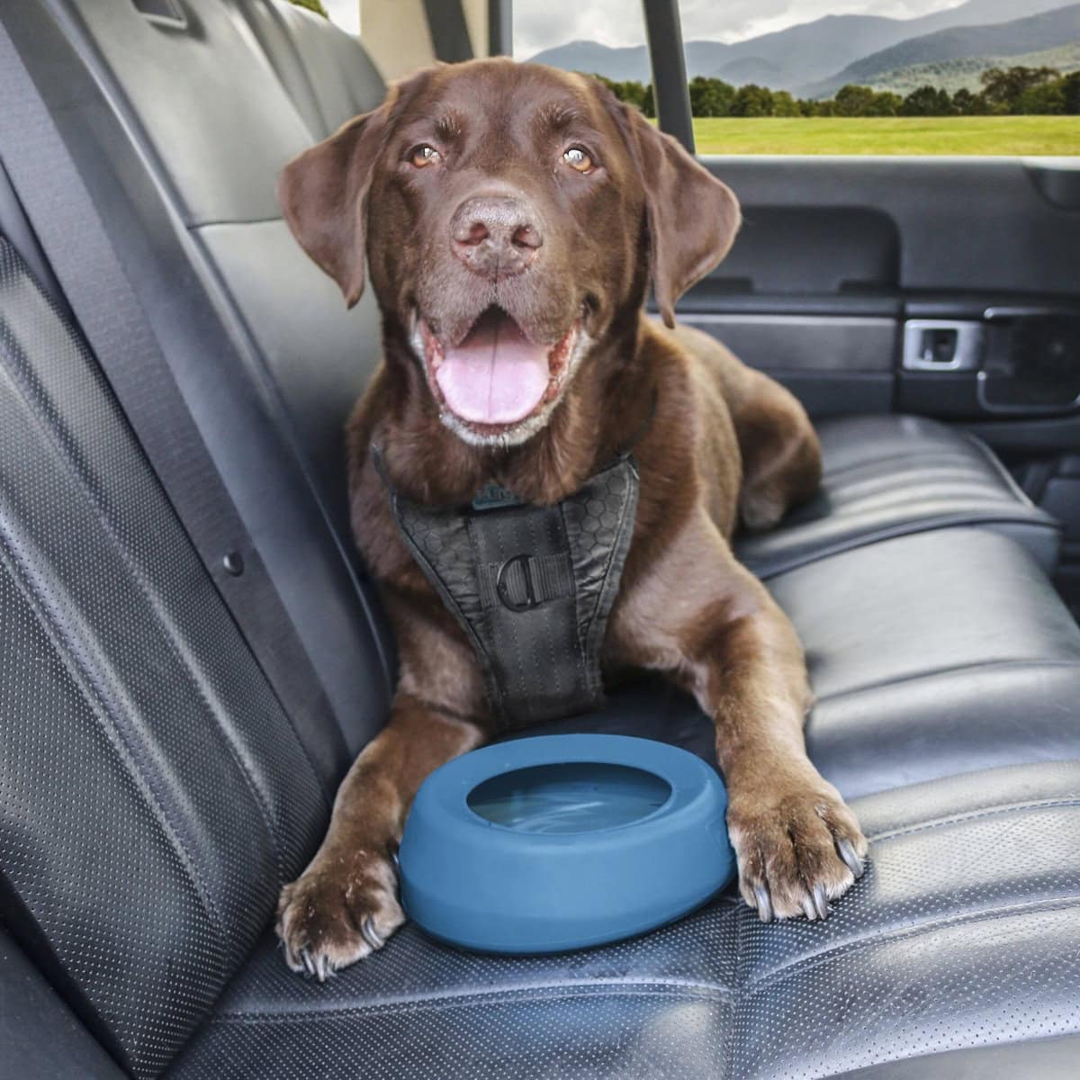 8 Best Spill-Proof Dog Water Bowls 2026 - Reviews & Top Picks