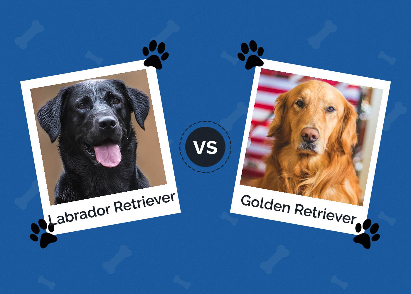 Labrador Retriever vs Golden Retriever: Which Breed is Best for You?