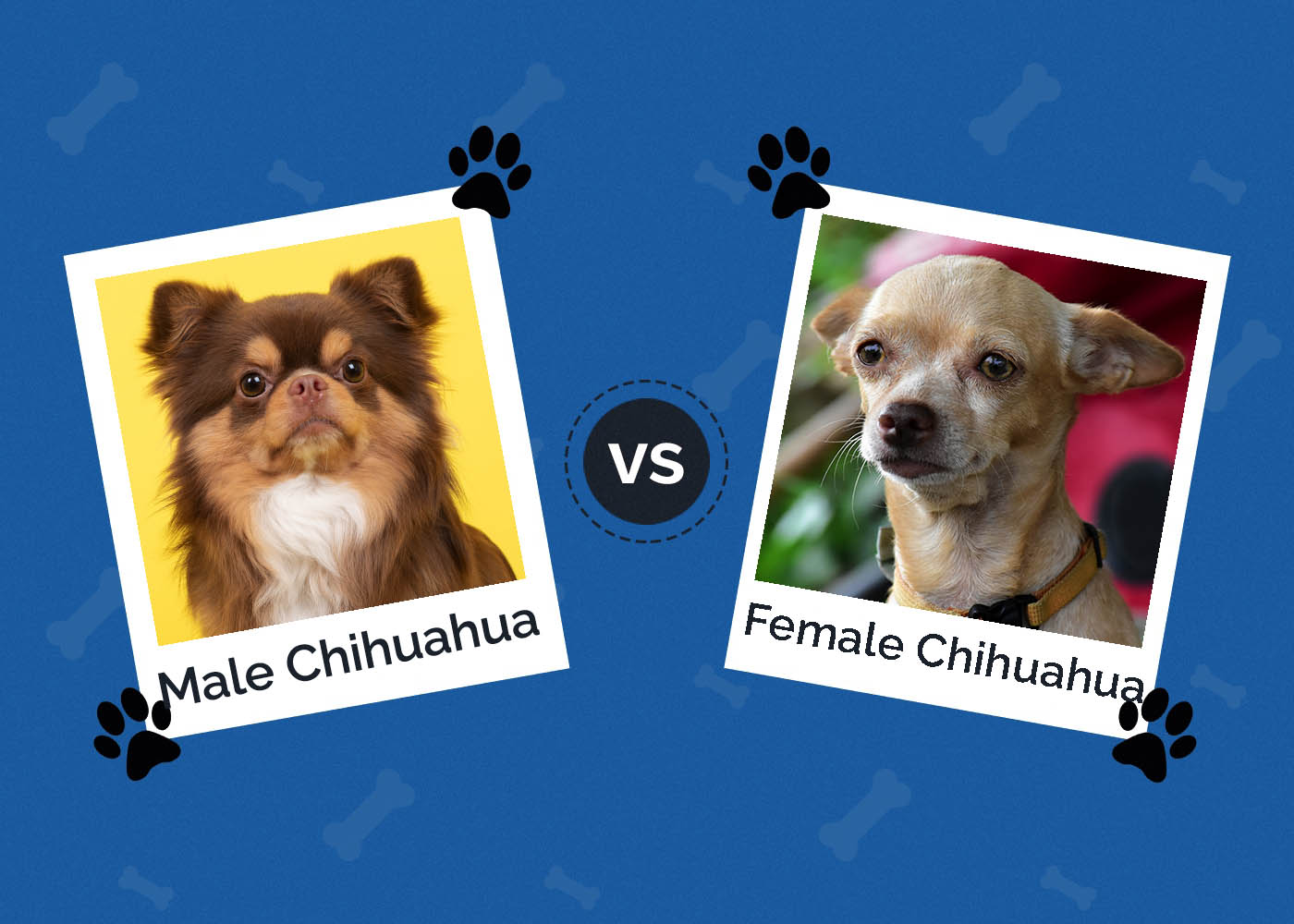 Male vs. Female Chihuahua: What’s the Difference (With Pictures)