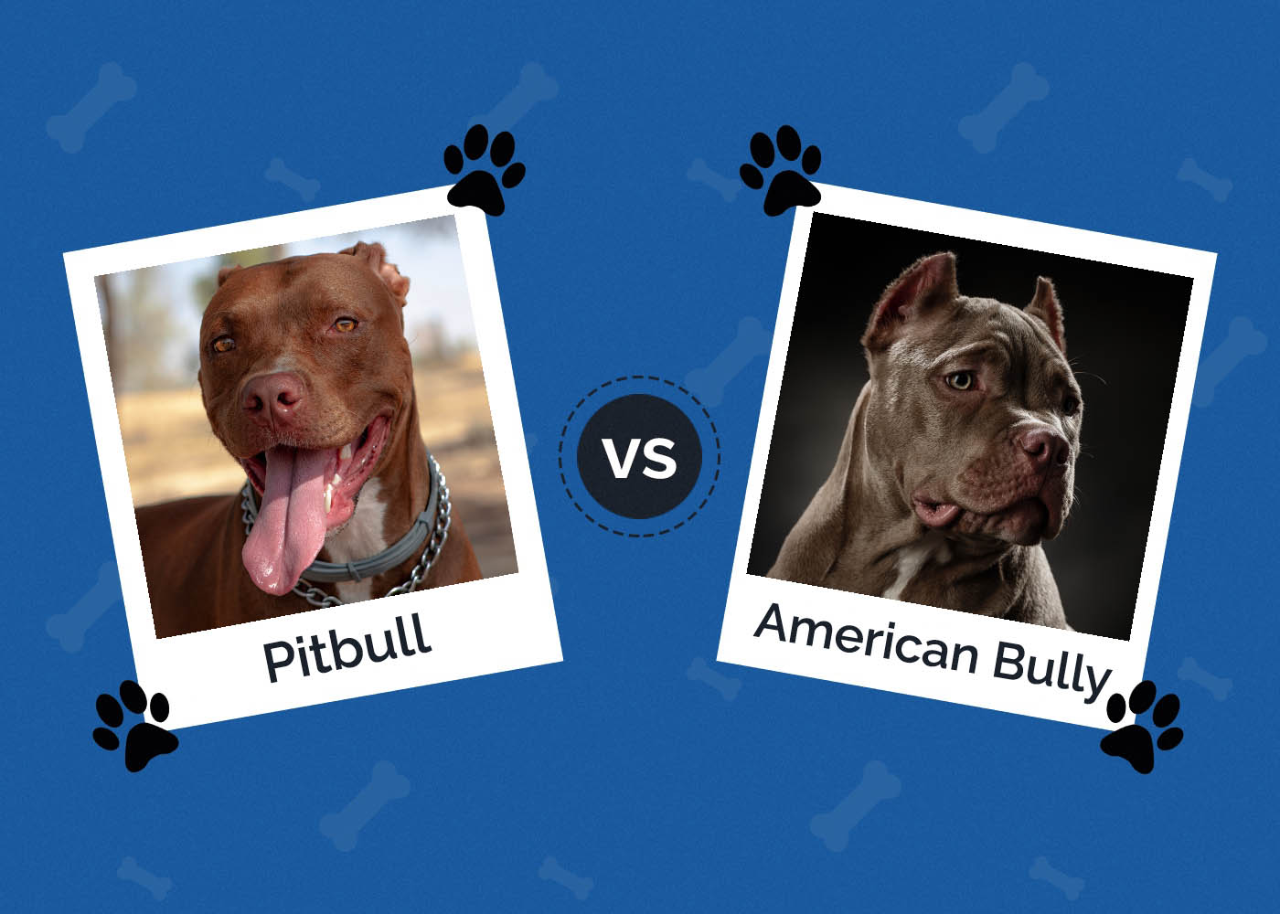 American Pitbull Terrier vs American Bully: What’s the Difference?